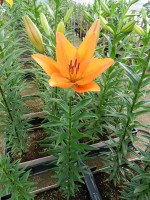 [5590 VH20 Argos No01.JPG]